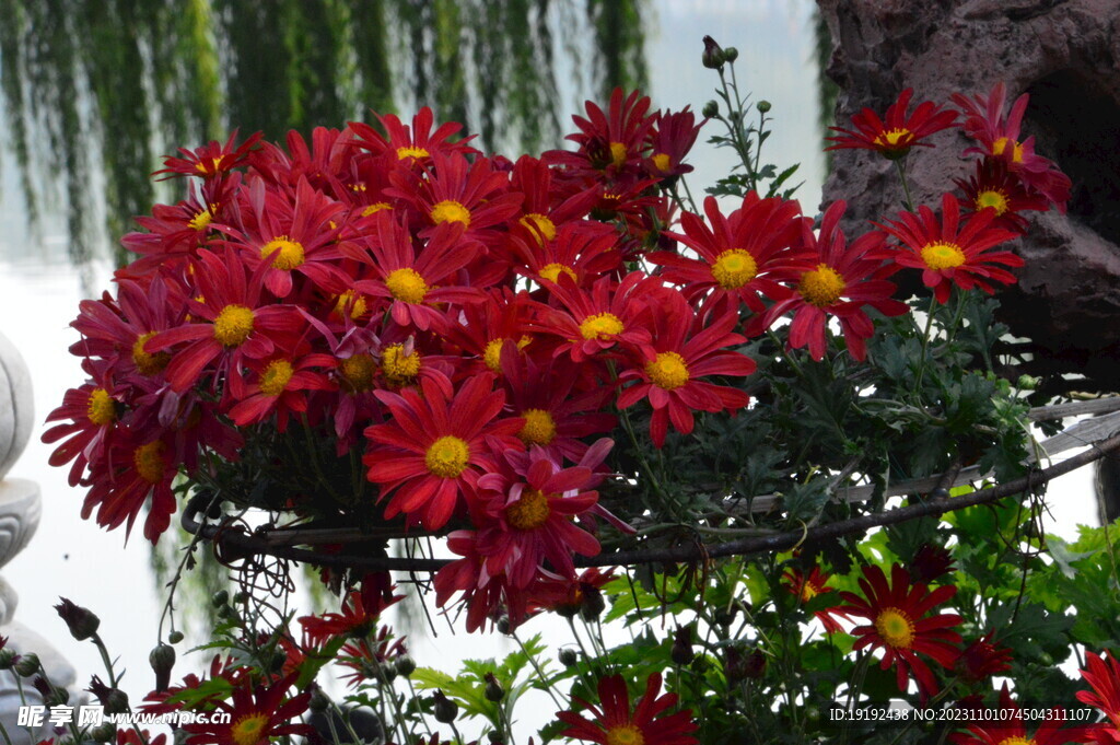 菊花