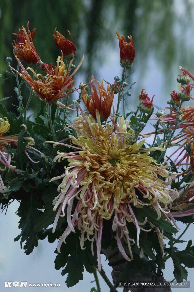 菊花