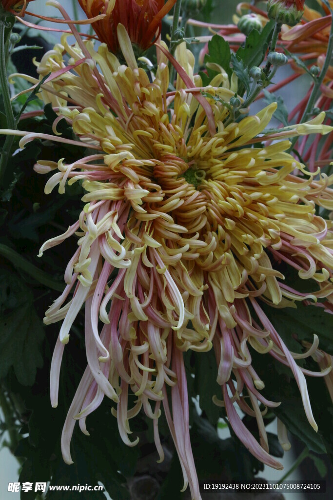 菊花 