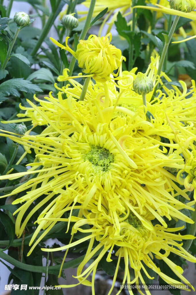 菊花 