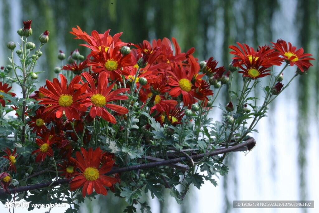 菊花 