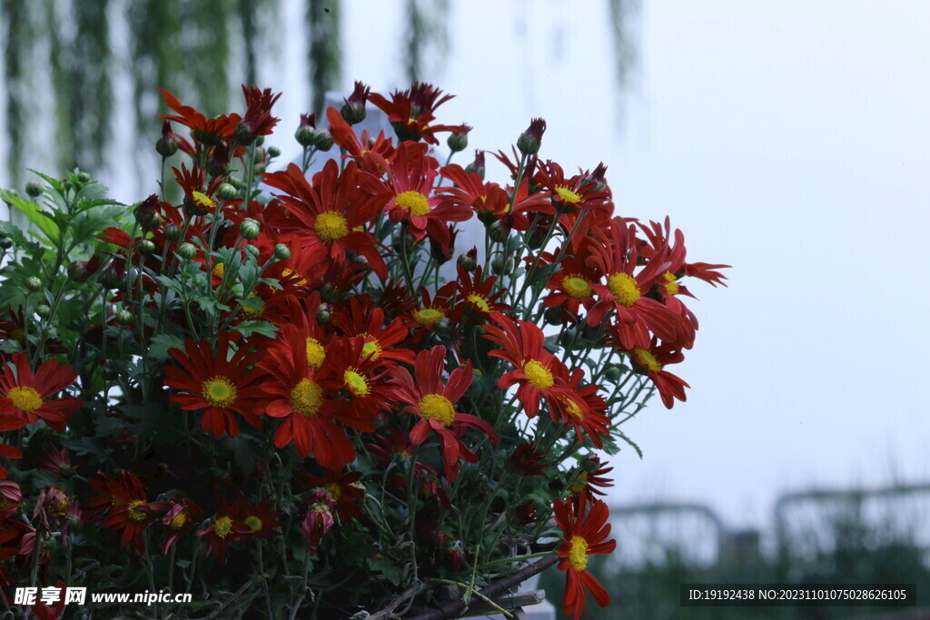 菊花 