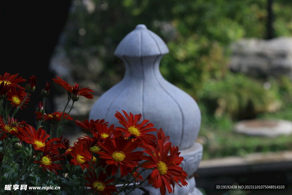 菊花 