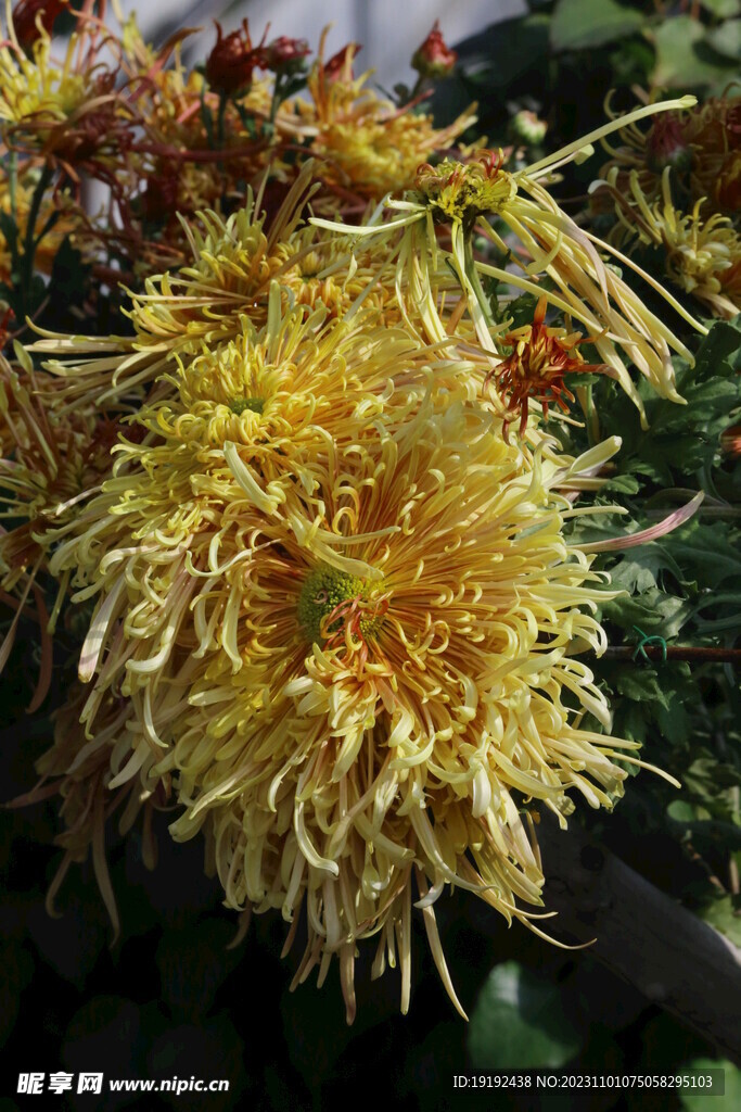 菊花 