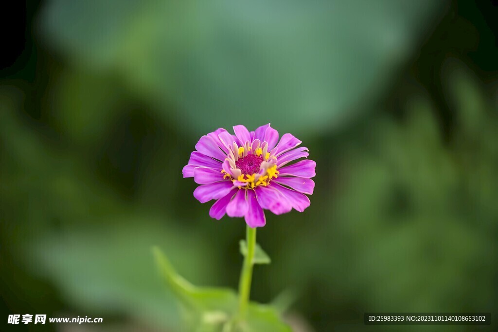 雏菊