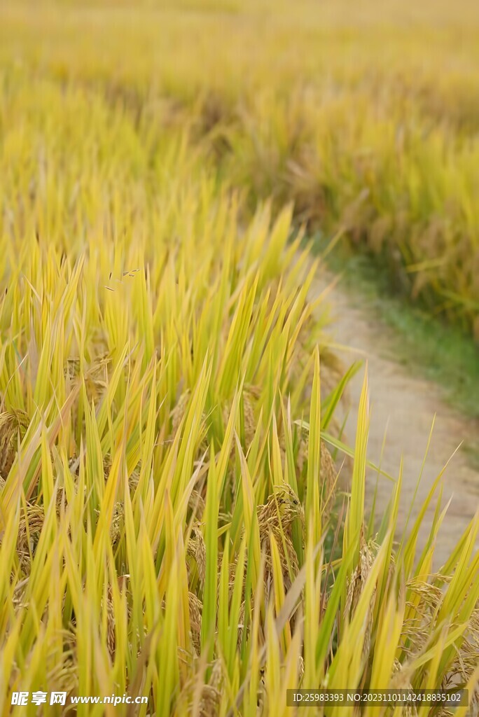 水稻栽培