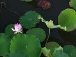 荷花池