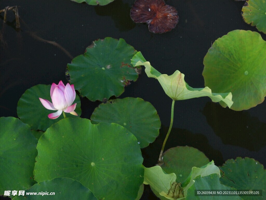 荷花池