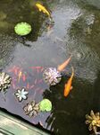 金鱼池
