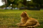 橘猫