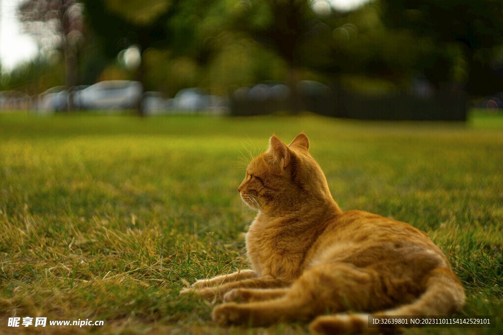 橘猫