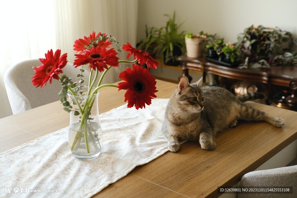 狸花猫与花