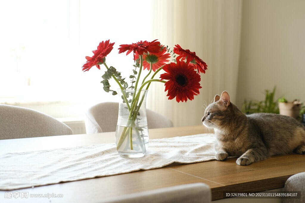  狸花猫 与花