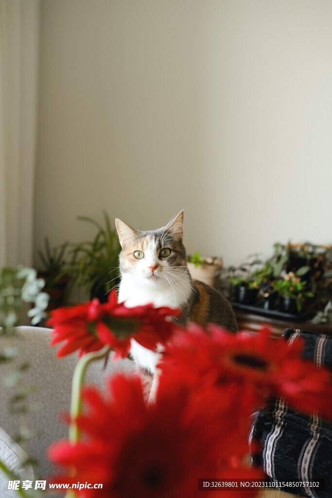 三花猫
