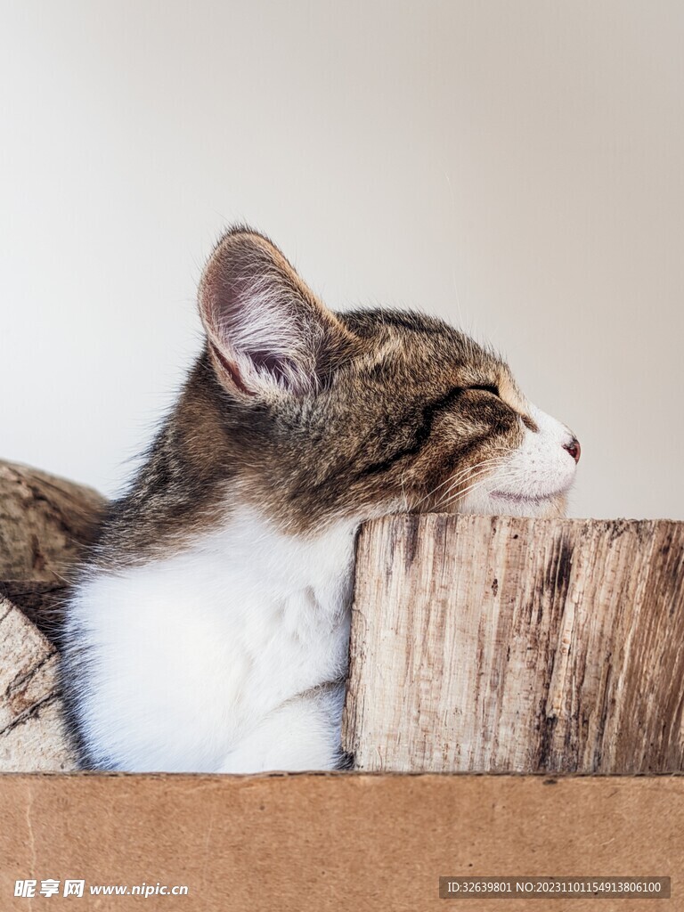 三花猫 