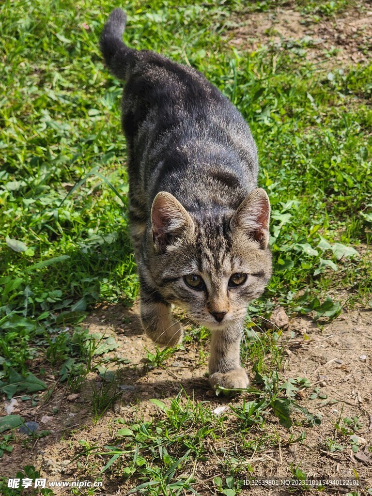 狸花猫