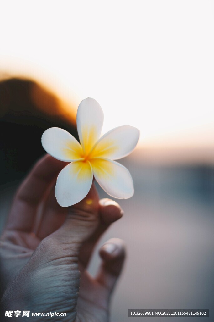 鸡蛋花