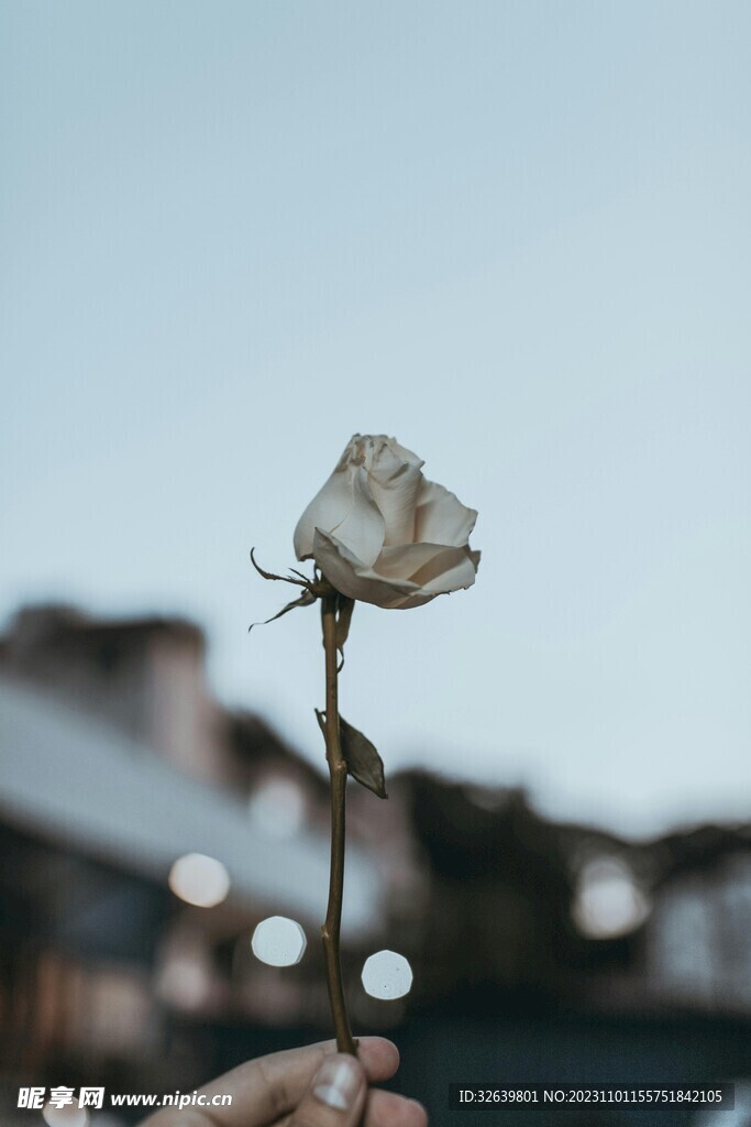 白色玫瑰花