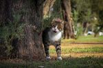 狸花猫