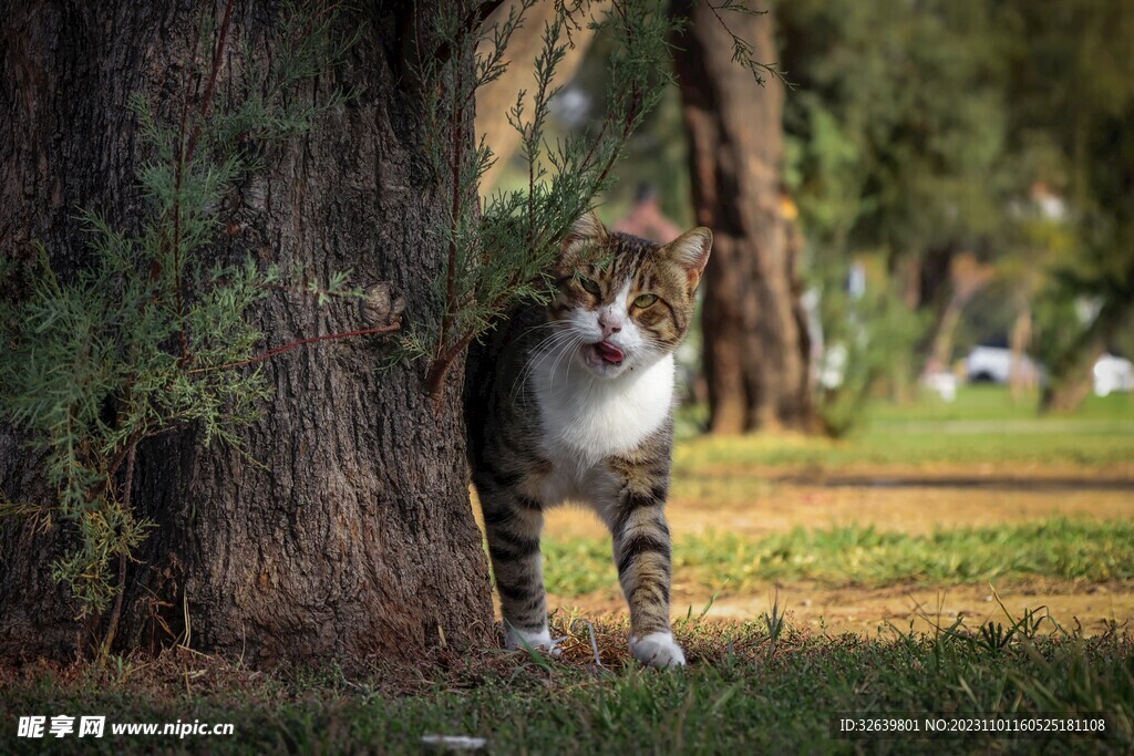 狸花猫