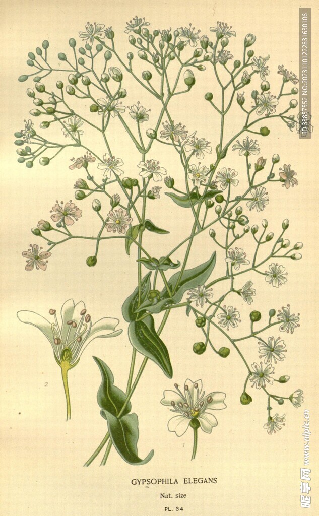 手绘花朵           