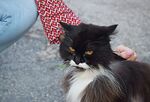  猫咪