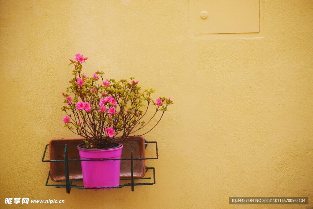 黄色背景墙上的盆栽小红花