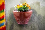盆栽小黄花