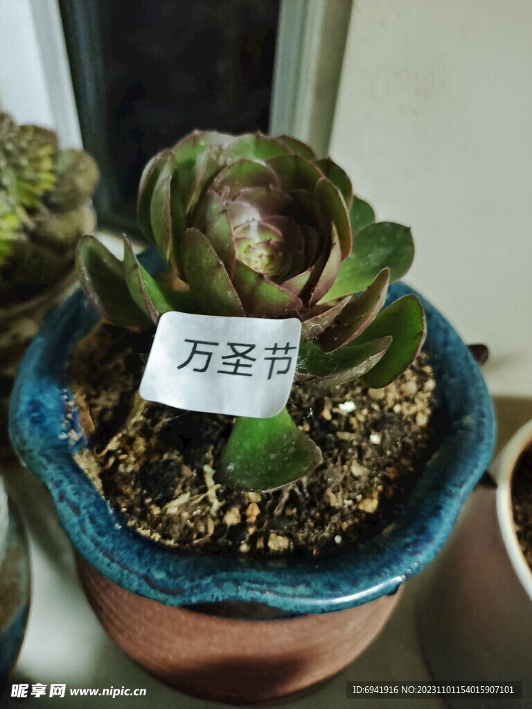 万圣节