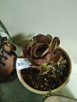 荷兰玫瑰