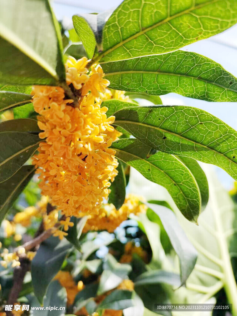 桂花