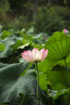 芙蓉