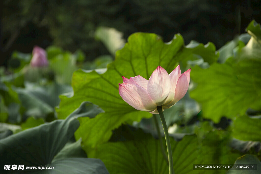 红莲花 