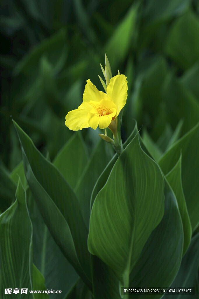  大黄花