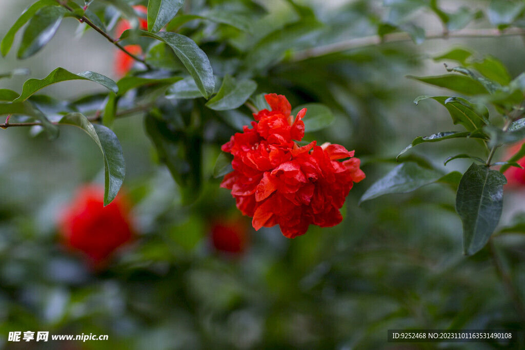  石榴花