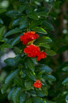 石榴花