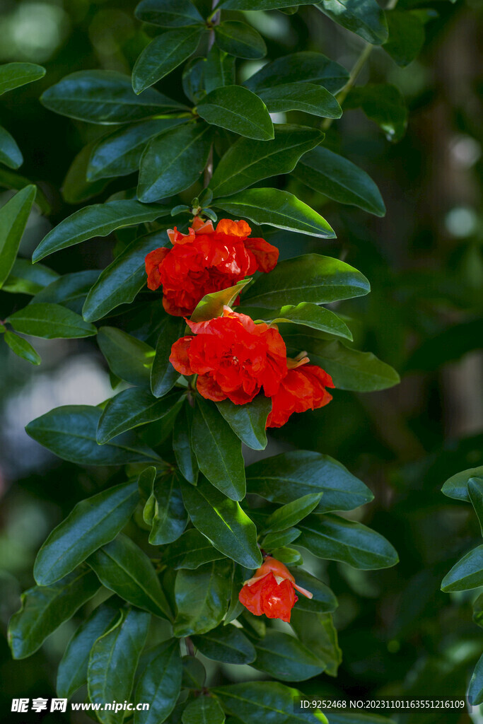 石榴花