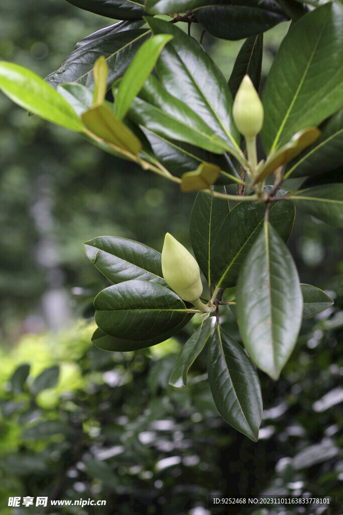 木莲花