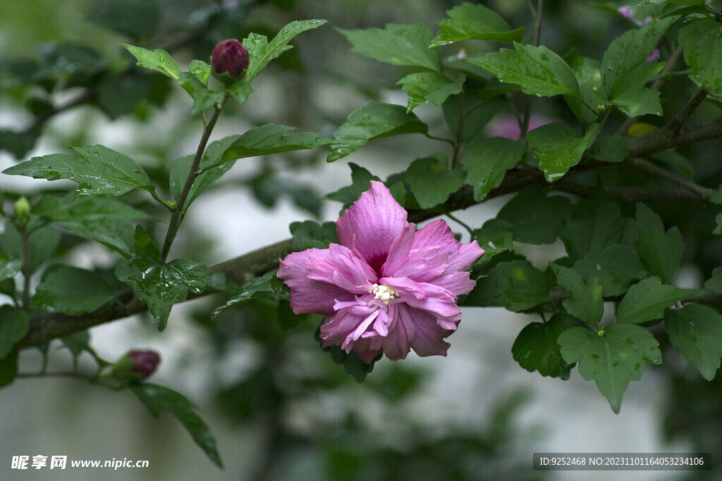 木槿花