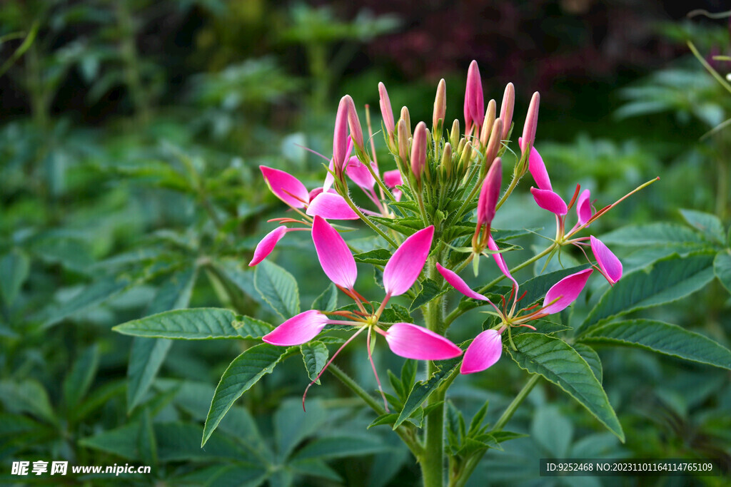 蜘蛛花