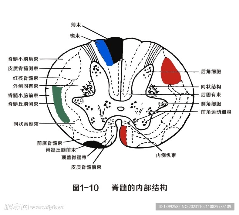 脊髓内部结构