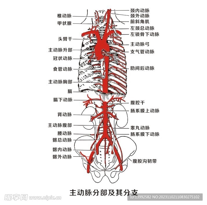 主动脉分部及其分支