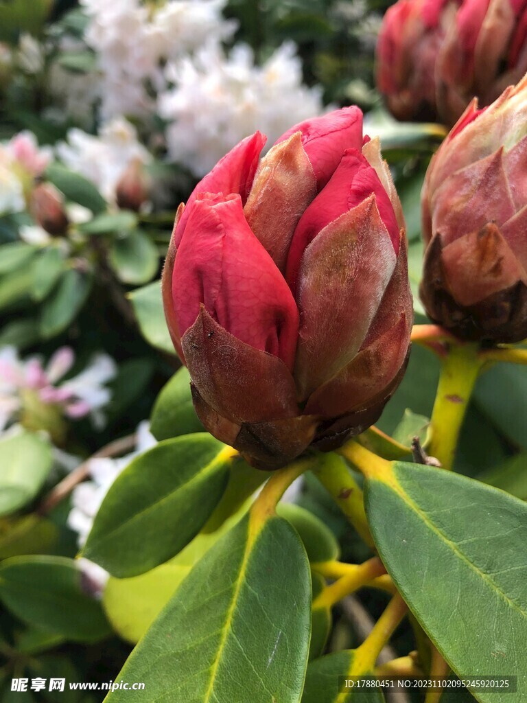 杜鹃花