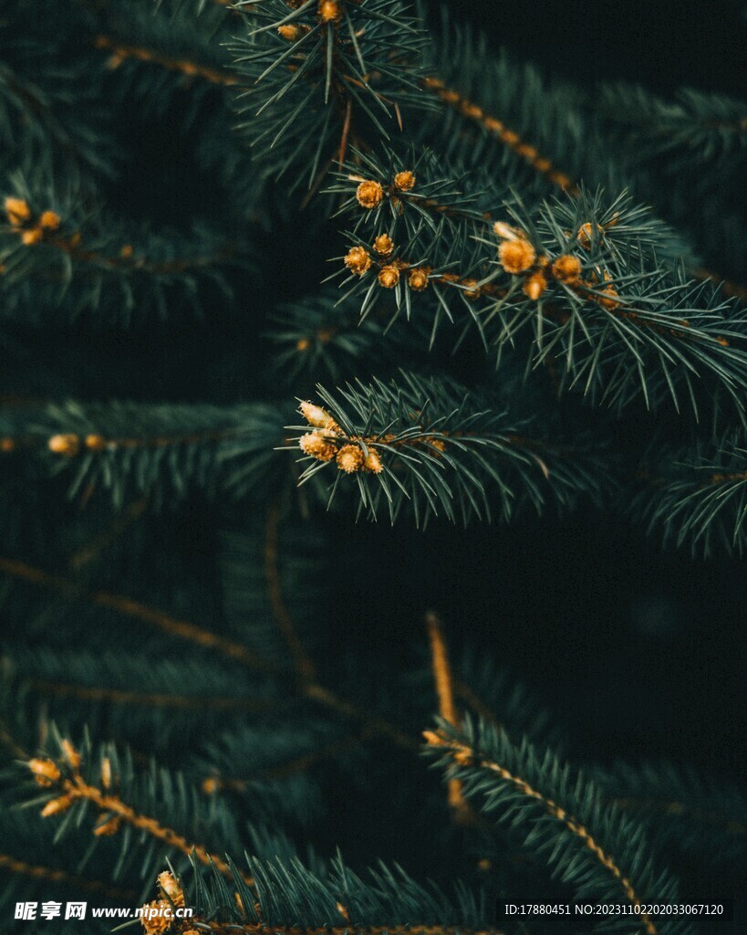 圣诞树