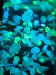 海洋馆水母
