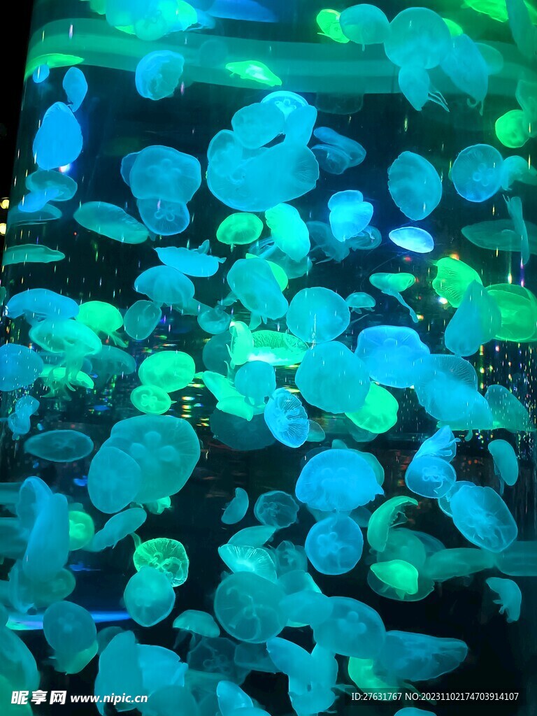 海洋馆水母