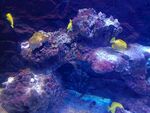 黄高鳍刺尾鱼