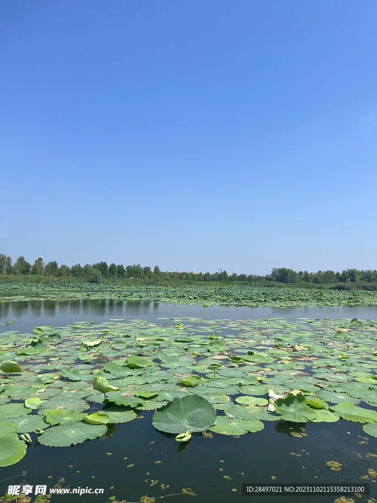 池塘风景图