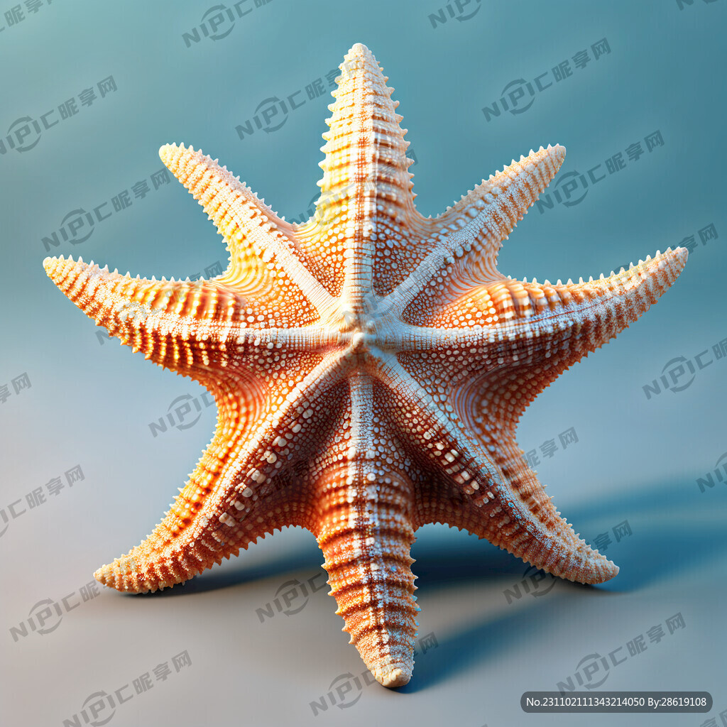 贝壳海星海螺
