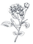 手绘花卉